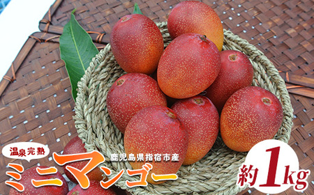 [2025年発送]温泉完熟ミニマンゴー約1kg T&P 016-1751 マンゴー マンゴー マンゴー マンゴー マンゴー