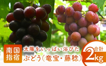 [2025年7月下旬〜発送]ぶどう 竜宝・藤稔の2種約2kg(迫田果樹園/016-1224) 葡萄 ブドウ フルーツ 果物 くだもの 果実 果樹園 旬 夏