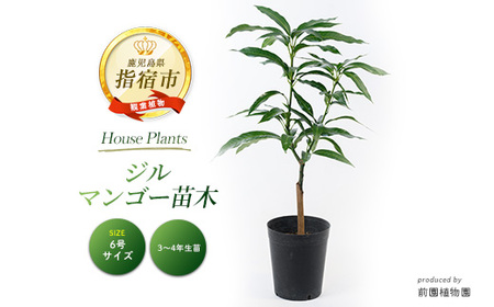 ジルマンゴー苗木(ZILL) 6号ポット 3〜4年生苗木 前園植物園 030-1352 観葉植物 観葉植物 観葉植物 観葉植物 観葉植物