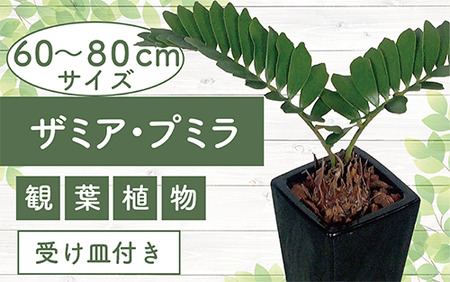 2025年5月中旬〜発送[観葉植物]ザミア・プミラ60cm〜80cmブラック陶器鉢/専用受け皿付き(T&P/025-1402) 観葉 植物 インテリア 鉢植え 鉢植 グリーン 自然 ナチュラル 美しい 清涼感 園芸 室内 オフィス リラックス おしゃれ 鹿児島 指宿 いぶすき インテリアグリーン ザミア・プミラ 風水[配送不可地域:北海道・沖縄県・離島]