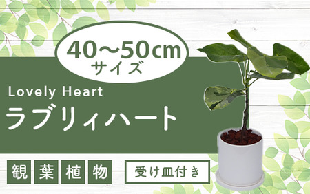 2025年5月下旬〜発送[観葉植物]ラブリィハート4号陶器鉢/専用受け皿付き[農林水産省 品種登録](T&P/025-1494) 観葉植物 植物 鉢付 インテリア 室内 オフィス おしゃれ マイナスイオン[配送不可地域:北海道・沖縄県・離島]