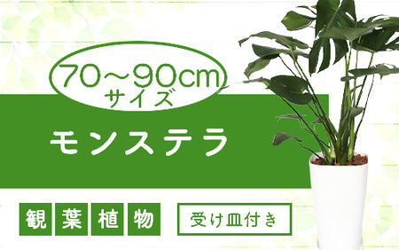 [観葉植物]モンステラ70cm〜90cm(緑の中道/025-1486)南国 鹿児島 で育った 観葉植物 ! ギフト に 人気の 観葉植物