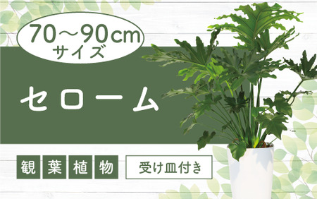 [観葉植物]セローム70cm〜90cm(緑の中道/025-1994) 南国鹿児島県で育った 観葉植物!植物 鉢付 インテリア 室内 オフィス おしゃれ プレゼント ギフト 開店祝い 移転祝い マイナスイオン[配送不可地域:北海道・沖縄県・離島]
