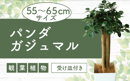 [観葉植物]パンダガジュマル55cm〜65cm(前園植物園/035-1450) 南国鹿児島県で育った 観葉植物!植物 鉢付 インテリア 室内 オフィス おしゃれ プレゼント ギフト 開店祝い 移転祝い マイナスイオン[配送不可地域:北海道・沖縄県・離島]