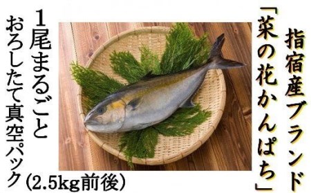 [新鮮 な 魚 をお届け!]指宿産 菜の花かんぱち1尾(指宿山川水産/033-1270) いぶすき育ちの鮮魚をお届け! [ 魚 さかな 鮮魚 かんぱち カンパチ 養殖 鹿児島 かごしま 指宿 いぶすき ]