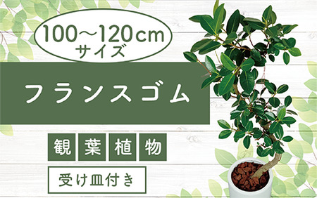 2025年4月中旬〜発送[観葉植物]フランスゴム100cm〜120cm ホワイト陶器鉢(専用受け皿付き)(T&P/035-1471) 観葉植物 植物 鉢付 インテリア 室内 オフィス おしゃれ プレゼント ギフト 開店祝い 移転祝い マイナスイオン[配送不可地域:北海道・沖縄県・離島]