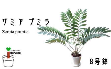 2026年5月中旬〜発送 観葉植物 ザミア ・ プミラ 80cm〜100cm ホワイト鉢 専用受皿付 T&P 035-1351 観葉植物