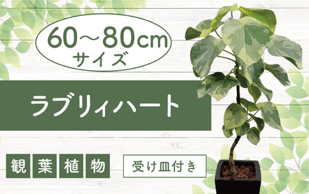 2025年5月中旬〜発送[観葉植物]ラブリィハート60cm〜80cm[農林水産省 品種登録](T&P/055-1496) 観葉 植物 インテリア 鉢植え 鉢植 グリーン 自然 ナチュラル 美しい 清涼感 園芸 室内 オフィス リラックス おしゃれ 鹿児島 指宿 いぶすき インテリアグリーン ラブリィハート 風水[配送不可地域:北海道・沖縄県・離島]