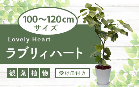 観葉植物】 パンダ ガジュマル 10号 リン鉢 (前園植物園/M-020) 南国