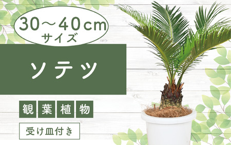 ソテツ30cm〜40cm Green Farm M 016-1431 観葉植物 観葉植物 観葉植物 観葉植物 観葉植物[配送不可地域:北海道・沖縄県・離島]