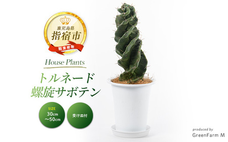 観葉植物 トルネード 螺旋 サボテン 30cm〜50cm Green Farm M 130-1442 観葉植物