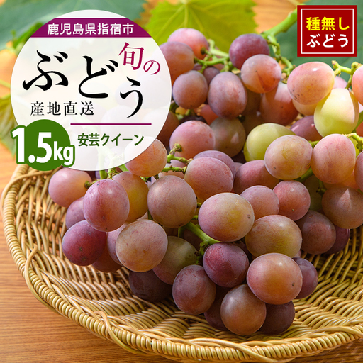 [2026年7月下旬〜発送][期間限定]迫田果樹園のぶどう 安芸クイーン 約1.5kg (迫田果樹園/IB064-012)