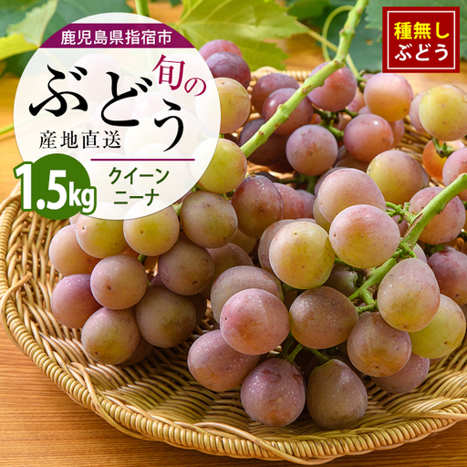 [2026年7月下旬〜発送][期間限定]迫田果樹園のぶどう クイーンニーナ 約1.5kg (迫田果樹園/IB064-011)