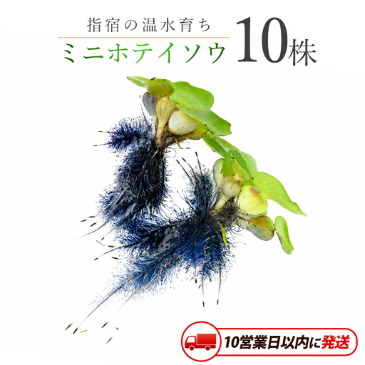 10営業日以内に発送 温水育ちミニホテイソウ10株 ※北海道・沖縄・離島配送不可※ otofarm IB148-011 水草 水草