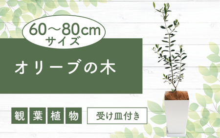 [観葉植物]オリーブの木60cm〜80cm(Green Base/014-1385) 南国鹿児島県で育った 観葉植物!植物 鉢付 インテリア 室内 オフィス おしゃれ プレゼント ギフト 開店祝い 移転祝い マイナスイオン[配送不可地域:北海道・沖縄県・離島]