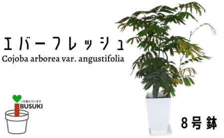 観葉植物 エバーフレッシュ 8号鉢 いぶすき農業協同組合 鹿児島県指宿市 ふるさと納税サイト ふるなび