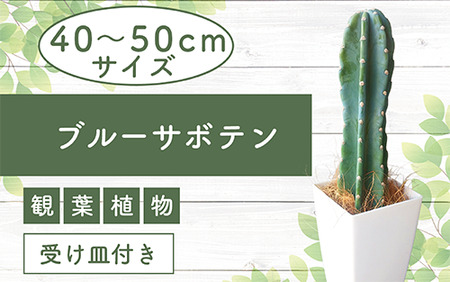 [観葉植物]ブルーサボテン40cm〜50cmプラスチック鉢(Green Base/014-1475) 南国鹿児島県で育った 観葉植物!植物 鉢付 インテリア 室内 オフィス おしゃれ プレゼント ギフト 開店祝い 移転祝い マイナスイオン[配送不可地域:北海道・沖縄県・離島]