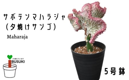 観葉植物 サボテンマハラジャ 夕焼けサンゴ ピンク ５号鉢 いぶすき農業協同組合 鹿児島県指宿市 ふるさと納税サイト ふるなび