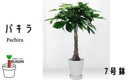 廃止：【観葉植物】パキラ7号(泉都/T-017)のレビュー | ふるさと納税