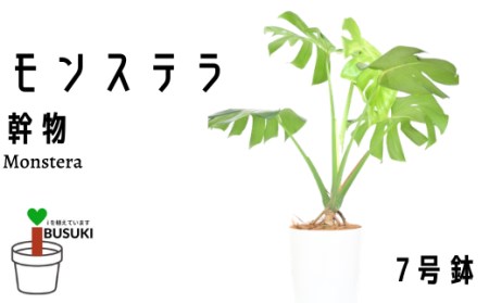 2025年3月上旬〜発送[観葉植物]モンステラ幹物7号(Green Farm M/014-1489)[配送不可地域:北海道・沖縄県・離島]