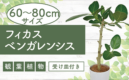 [観葉植物]フィカスベンガレンシス幹朴60cm〜80cm(Green Farm M/016-1467) 観葉植物 植物 鉢付 インテリア 室内 オフィス おしゃれ プレゼント ギフト 開店祝い 移転祝い マイナスイオン[配送不可地域:北海道・沖縄県・離島]