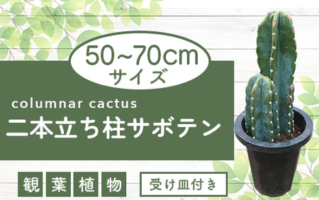 [観葉植物]二本立ち柱サボテン50cm〜70cm(Green Farm M/021-1511) 観葉植物 植物 鉢付 インテリア 室内 オフィス おしゃれ プレゼント ギフト 開店祝い 移転祝い マイナスイオン[配送不可地域:北海道・沖縄県・離島]