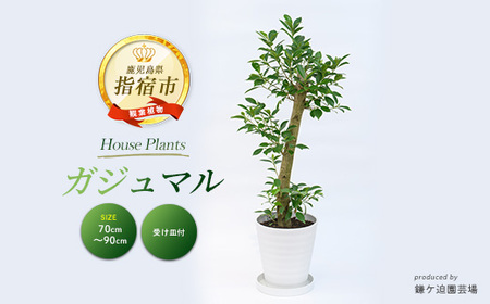 ガジュマル 70cm〜90cm 鎌ヶ迫園芸場 016-1389 観葉植物 観葉植物