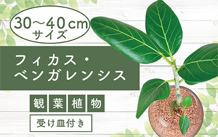 2025年4月中旬〜発送[観葉植物]フィカス・ベンガレンシス30cm〜40cm ガラス鉢(T&P/025-1463) 南国鹿児島県で育った 観葉植物!植物 鉢付 インテリア 室内 オフィス おしゃれ プレゼント ギフト 開店祝い 移転祝い マイナスイオン[配送不可地域:北海道・沖縄県・離島]