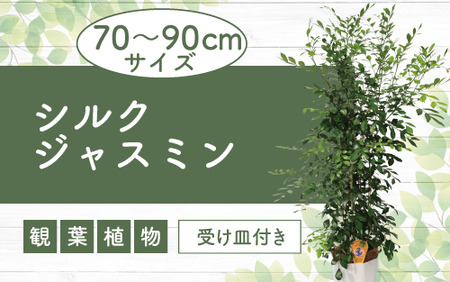 2025年4月上旬〜発送[観葉植物]シルクジャスミン70cm〜90cm(鎌ヶ迫園芸場/014-1422) 南国鹿児島県で育った 観葉植物!植物 鉢付 インテリア 室内 オフィス おしゃれ プレゼント ギフト 開店祝い 移転祝い マイナスイオン[配送不可地域:北海道・沖縄県・離島]