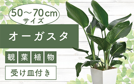 [観葉植物]オーガスタ50cm〜70cm(Green Farm M/016-1380) 観葉植物 植物 鉢付 インテリア 室内 オフィス おしゃれ プレゼント ギフト 開店祝い 移転祝い マイナスイオン[配送不可地域:北海道・沖縄県・離島]