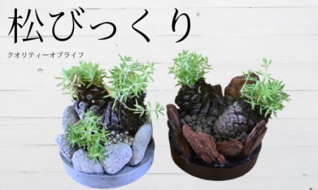 [観葉植物]ミニ観賞用植物 いぶすき松びっくり2個(ほーぷ/A-304) インテリア おうちに観葉植物