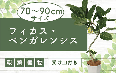 [観葉植物]フィカス・ベンガレンシス曲がり70cm〜90cm(鎌ヶ迫園芸場/014-1466) 観葉植物 植物 鉢付 インテリア 室内 オフィス おしゃれ プレゼント ギフト 開店祝い 移転祝い マイナスイオン