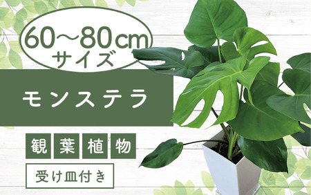 [観葉植物]モンステラ60cm〜80cm(Green Base/015-1484)南国鹿児島県で育った 観葉植物!植物 鉢付 インテリア 室内 オフィス おしゃれ プレゼント ギフト 開店祝い 移転祝い マイナスイオン[配送不可地域:北海道・沖縄県・離島]