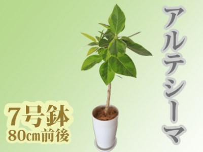 2025年3月上旬〜発送[観葉植物]アルテシーマ幹朴60cm〜80cm(Green Farm M/016-1365) 観葉植物 植物 鉢付 インテリア 室内 オフィス おしゃれ プレゼント ギフト 開店祝い 移転祝い マイナスイオン[配送不可地域:北海道・沖縄県・離島]