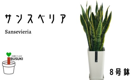 サンスベリア 検索結果 ふるさと納税サイト ふるなび