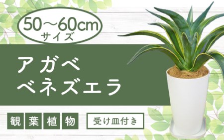 [観葉植物]アガベベネズエラ50cm~60cm(弓指園芸/014-1360) 南国鹿児島県で育った 観葉植物!植物 鉢付 インテリア 室内 オフィス おしゃれ プレゼント ギフト 開店祝い 移転祝い マイナスイオン[配送不可地域:北海道・沖縄県・離島]