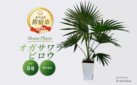 [観葉植物]オガサワラビロウ8号(Green Base/035-1384) 南国鹿児島県で育った 観葉植物!植物 鉢付 インテリア 室内 オフィス おしゃれ マイナスイオン[配送不可地域:北海道・沖縄県・離島]