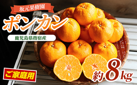 y2026N1{`z݂_ƍ⌳񂿂̃|Jƒp8kg(⌳ʎ/A-104) ݂ |J |J  whs  k  ʕ t[c  p ʎ ݂