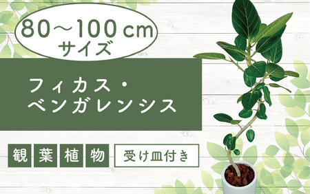 2025年1月中旬〜発送[観葉植物]フィカス・ベンガレンシス80cm〜100cm丸ロング陶器鉢(T&P/035-1464) 南国鹿児島県で育った 観葉植物!植物 鉢付 インテリア 室内 オフィス おしゃれ プレゼント ギフト 開店祝い 移転祝い マイナスイオン[配送不可地域:北海道・沖縄県・離島]