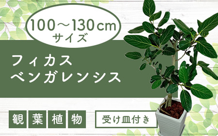 2025年3月中旬〜発送[観葉植物]フィカス・ベンガレンシス100cm〜130cmホワイト陶器鉢(T&P/035-1461)南国鹿児島県で育った 観葉植物!植物 鉢付 インテリア 室内 オフィス おしゃれ プレゼント ギフト 開店祝い 移転祝い マイナスイオン[配送不可地域:北海道・沖縄県・離島]