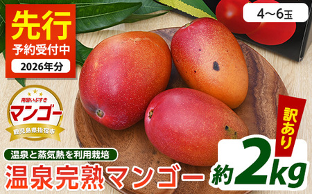 2026年 発送 訳あり 地下から湧き出る温泉と蒸気熱を利用栽培した温泉完熟マンゴー 約2kg トロピカルファームいぶすき 033-1766 マンゴー フルーツ 果物 旬 夏 指宿 いぶすき 鹿児島