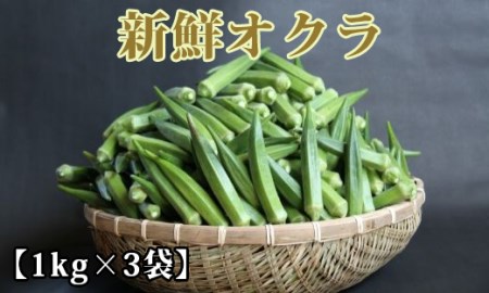 [2024年7月上旬〜発送!]新鮮オクラ1kg×3袋(アグリスタイル/A-426) 野菜 夏野菜 夏 旬 フレッシュ ベジタブル いぶすき 鹿児島