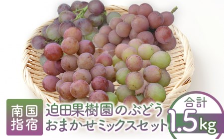 [2025年8月上旬〜順次発送]迫田果樹園のぶどう 指宿産ぶどうのおまかせミックスセット約1.5kg(迫田果樹園/A-428) ブドウ 葡萄 果物 フルーツ 果実 果樹園 食べ比べ 食べくらべ 詰合せ つめ合わせ