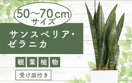 [観葉植物]サンスベリア・ゼラニカ50cm〜70cm(Green Base/014-1408) 南国鹿児島県で育った 観葉植物!植物 鉢付 インテリア 室内 オフィス おしゃれ プレゼント ギフト 開店祝い 移転祝い マイナスイオン[配送不可地域:北海道・沖縄県・離島]