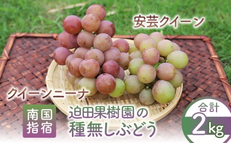 [2025年8月上旬〜順次発送]指宿産種なしぶどう クイーンニーナと安芸クイーンのセット約2kg(迫田果樹園/016-1271) ぶどう 種なしぶどう 葡萄 フルーツ 果実 果物 くだもの 詰合せ 詰め合わせ つめ合わせ