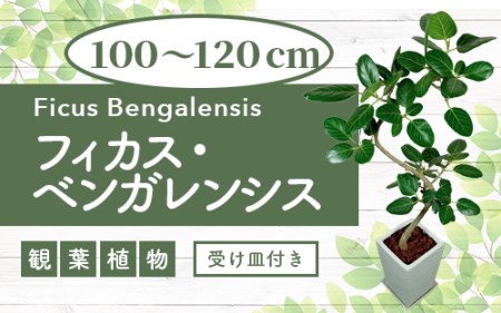 2025年3月中旬〜発送[観葉植物]フィカス・ベンガレンシス曲がり100cm〜120cm(T&P/055-1465) 南国鹿児島県で育った 観葉植物!植物 鉢付 インテリア 室内 オフィス おしゃれ プレゼント ギフト 開店祝い 移転祝い マイナスイオン[配送不可地域:北海道・沖縄県・離島]