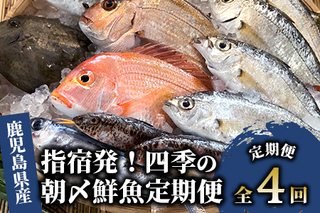 [全4回定期便]指宿発!四季の朝〆 鮮魚 定期便 (指宿山川水産/Z-066) 菜の花かんぱち ぶり お試しセット 合計 11.5kg 魚介 魚 漁師 いぶすき 鹿児島