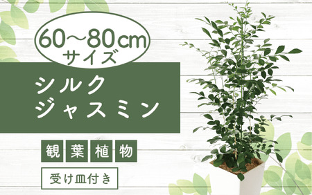 [観葉植物] シルク ジャスミン 60cm〜80cm(Green Base/017-1420) インテリア 南国 鹿児島 で育った 観葉植物 ! ギフト に 人気の 観葉植物