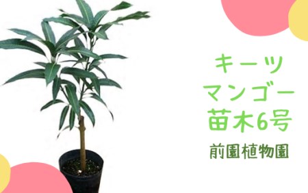 [観葉植物]キーツマンゴー苗木6号ポット/3〜4年生苗木(前園植物園/025-1394) 観葉植物 植物 鉢付 インテリア 室内 オフィス おしゃれ プレゼント ギフト 開店祝い 移転祝い マイナスイオン[配送不可地域:北海道・沖縄県・離島]