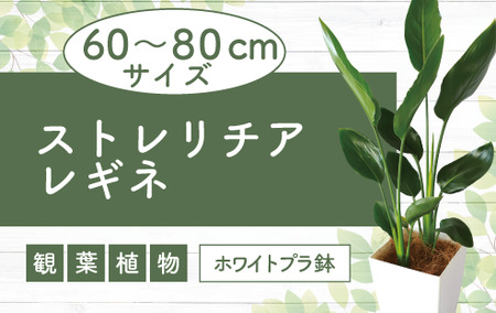 2025年1月中旬～発送【観葉植物】ストレリチア・レギネ(極楽鳥花)60cm～80cm(Green Base/018-1426) 南国鹿児島県で育った 観葉植物！植物 鉢付 インテリア 室内 オフィス おしゃれ プレゼント ギフト 開店祝い 移転祝い マイナスイオン【配送不可地域：北海道・沖縄県・離島】